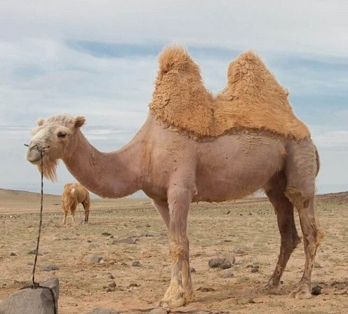 روغن کوهان شتر